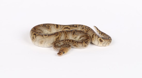 Cypress GHI Clown Male Ball Python by Precision Pythons