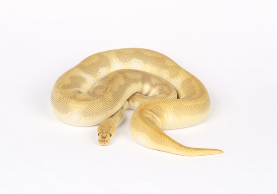 No Reserve - Proven Butter Enchi Clown Female Ball Python by Precision ...