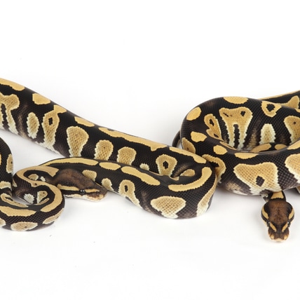 Pair Of '24 Black Head DG 100% Het Clown Females Ball Python