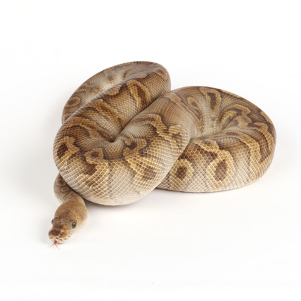 Proven GHI Cypress Clown Male Ball Python