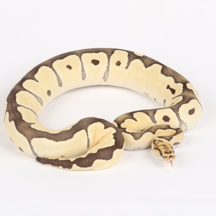 2023 Desert Ghost Clown Female Ball Python