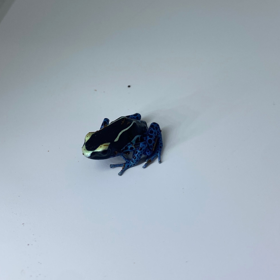 Powder Blue Dart Frogs (Denbrobates Tinctorius) Other Dart Frog by