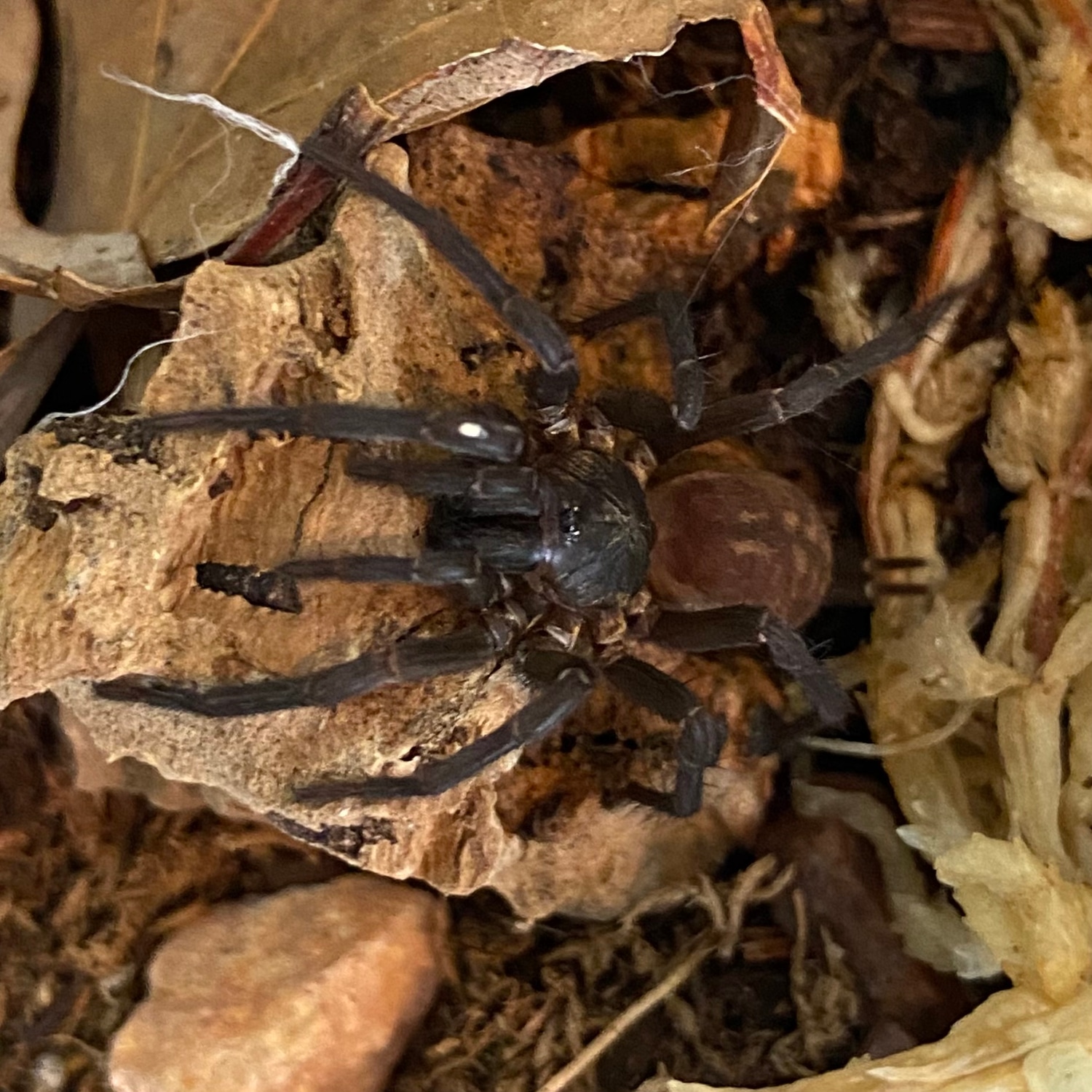 Linothele Sp. ‘Panama’ (Panamanian Blue Funnelweb Spider) Tarantula by Predator and Prey
