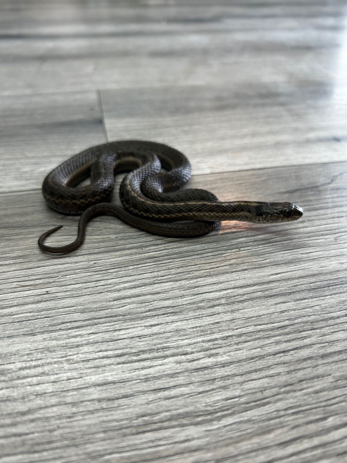 Garter Snake by Predator and Prey Exotics MorphMarket