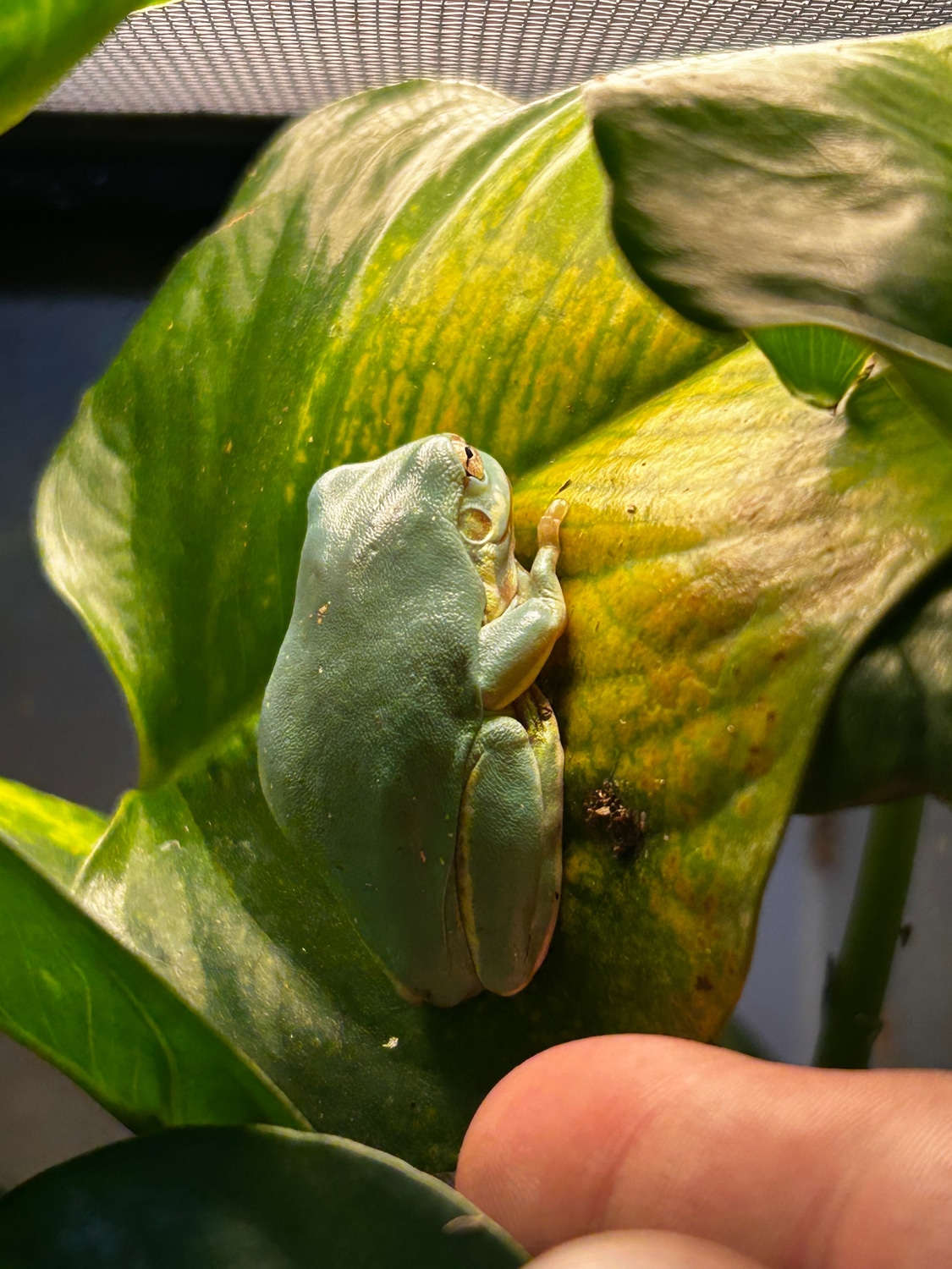 Whites Tree Frogs White's Tree Frog by Predator and Prey Exotics