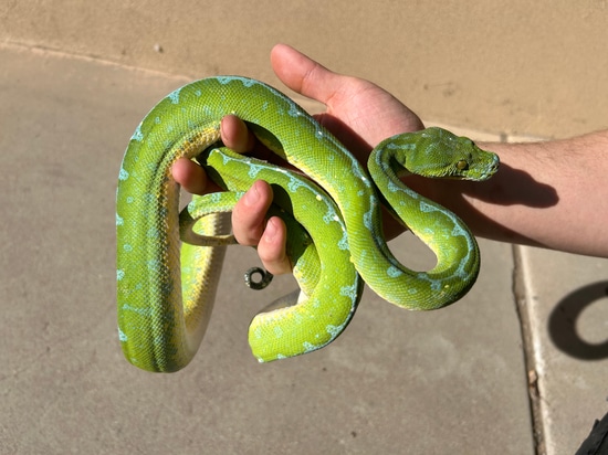 Green Tree Python Sorong by Predator and Prey Exotics