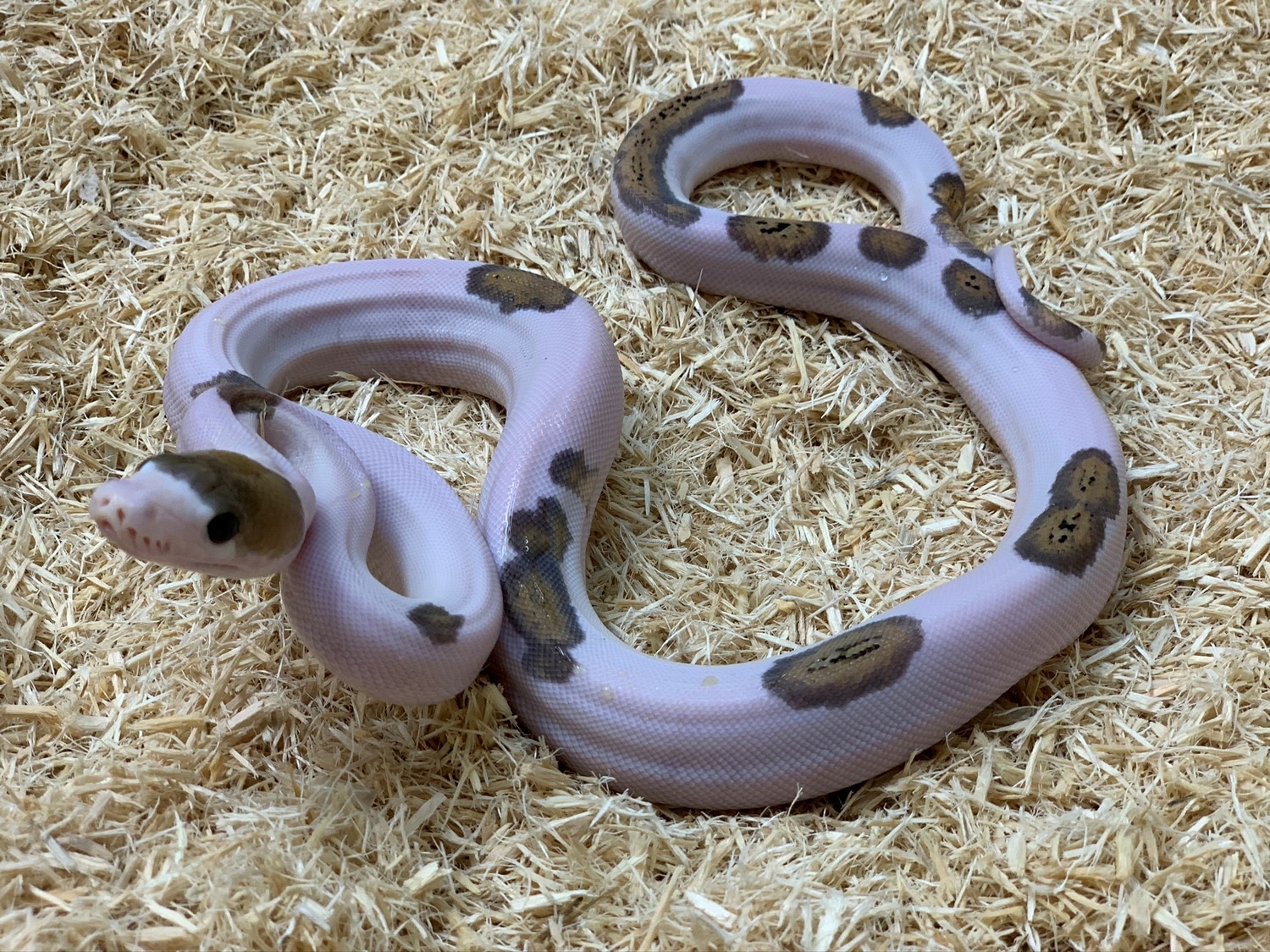 Jay's Pick Male Tiger Pied Reticulated Python by Prehistoric Pets