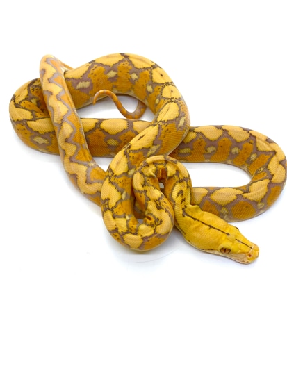 37.5% Dwarf Purple Sunfire Pos Het Snow Reticulated Python by ...