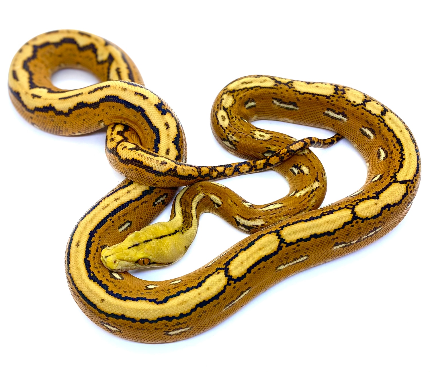 Orange Ghost Stripe Reticulated Python by Prehistoric Pets - MorphMarket