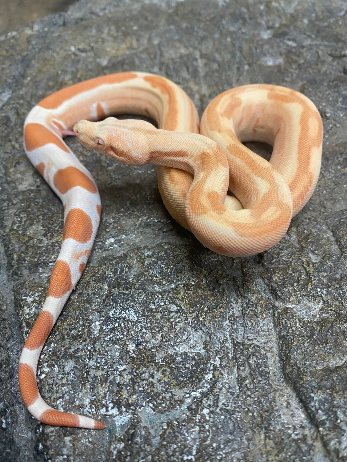 Lipstick Sunglow Jungle Boa Constrictor by Prehistoric Pets MorphMarket