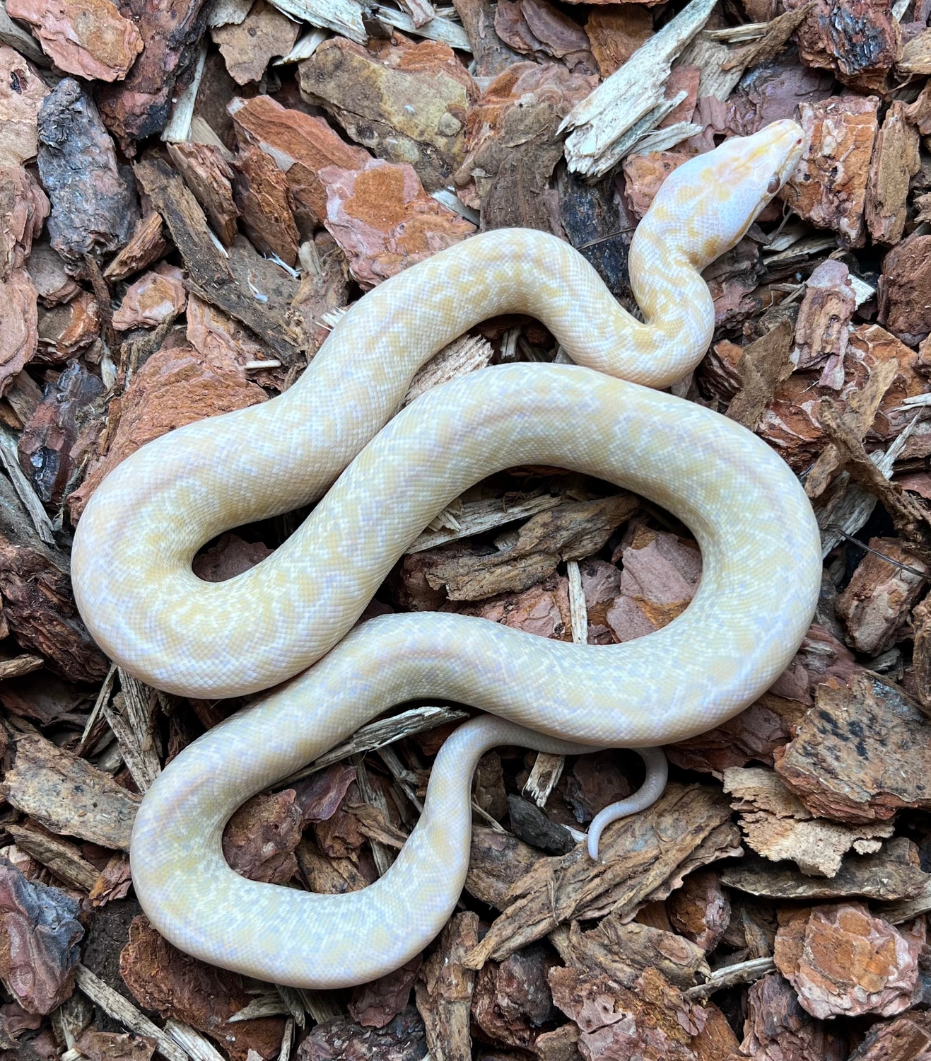 Caramel Granite Burmese Python by Prehistoric Pets - MorphMarket