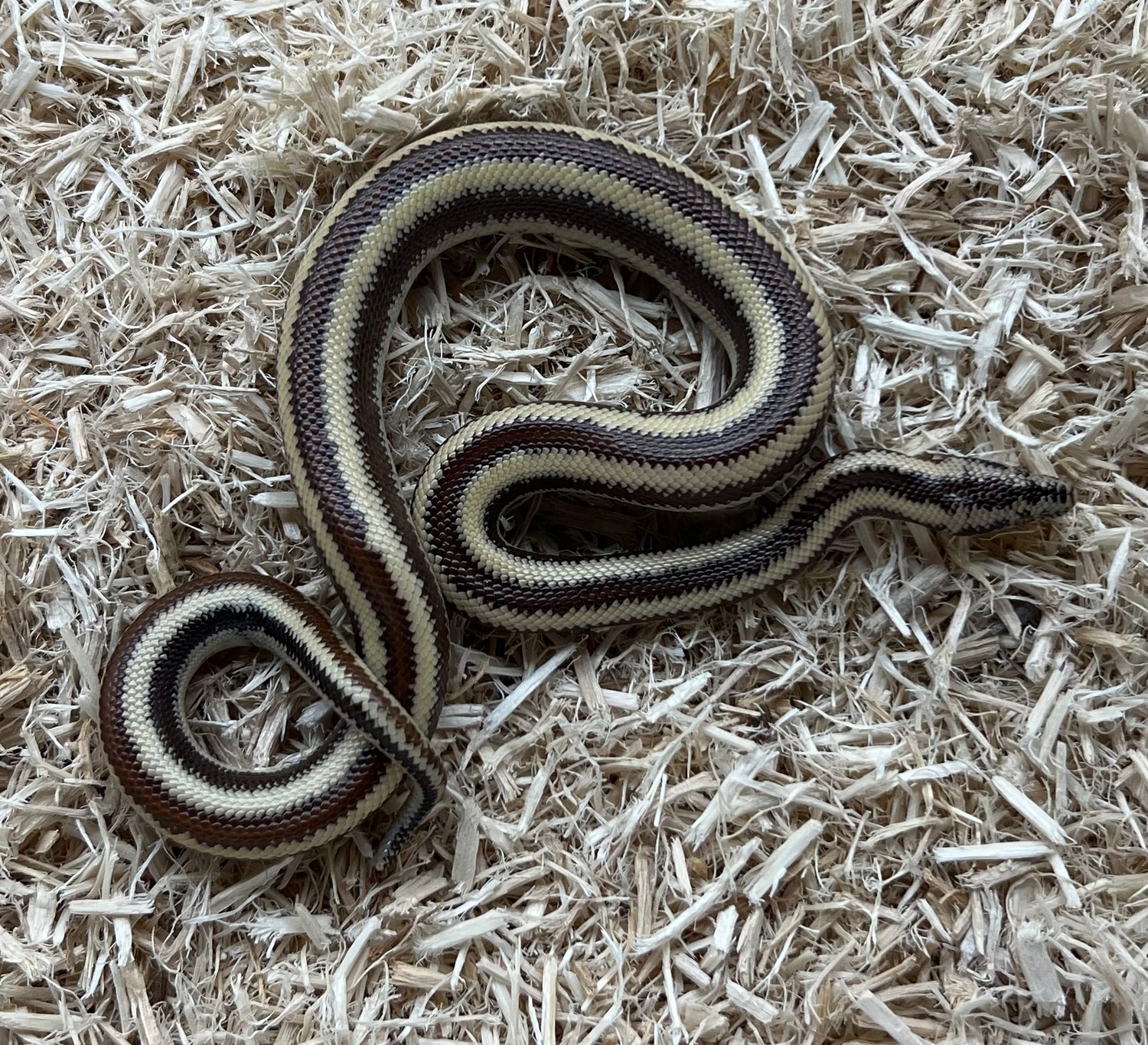 hualapai-az-rosy-boa-by-prehistoric-pets-morphmarket