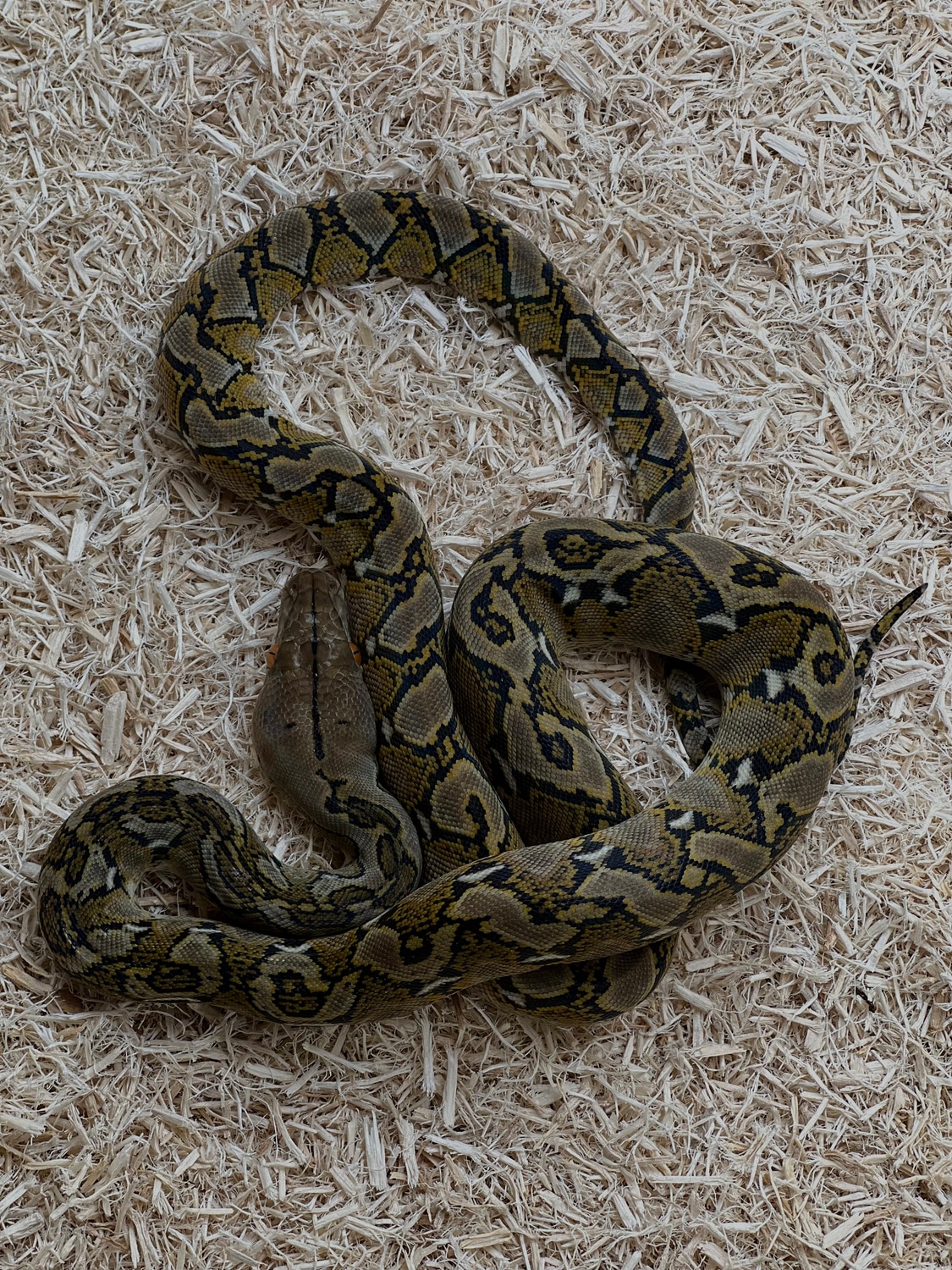 Normal Reticulated Python by Prehistoric Pets - MorphMarket