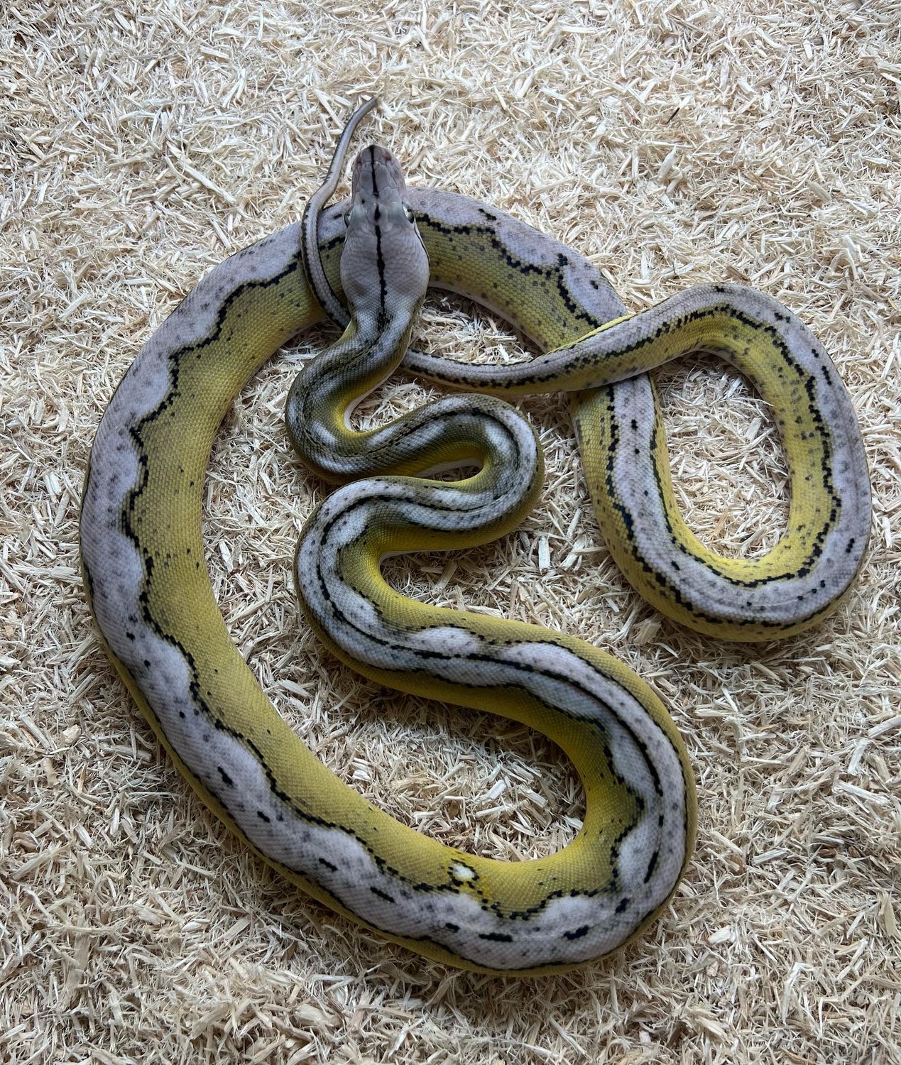 Citron Platinum Motley Reticulated Python by Prehistoric Pets - MorphMarket