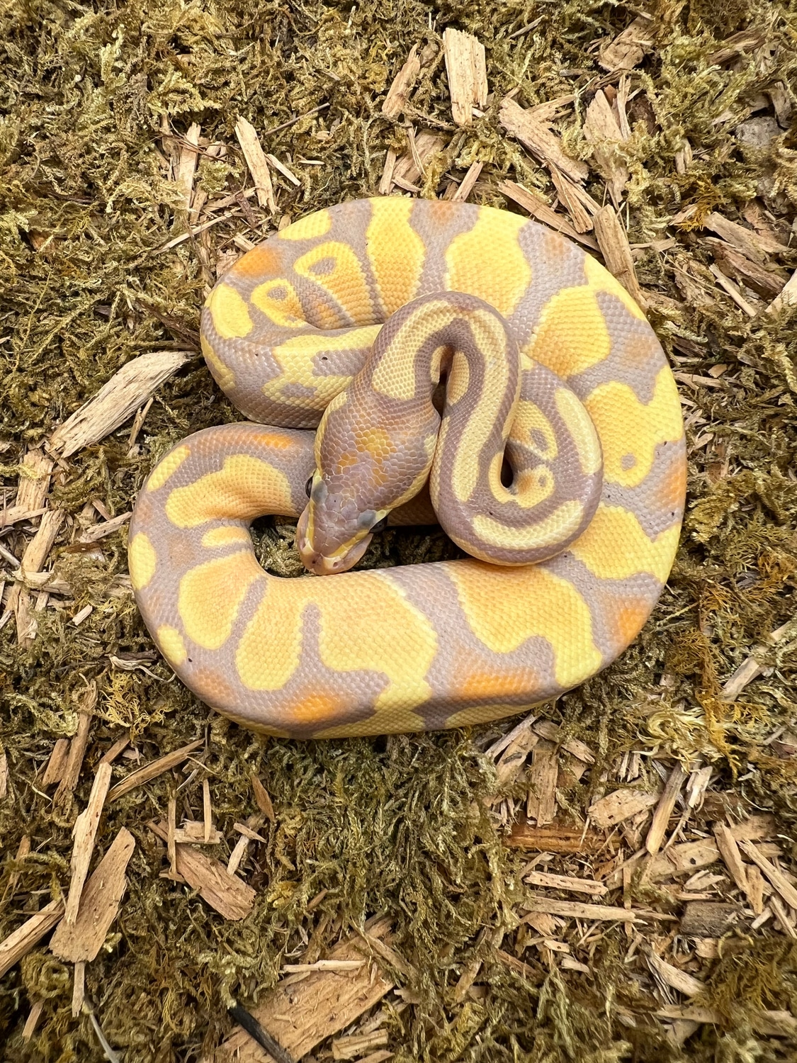 Banana Ball Python by Prehistoric Pets MorphMarket