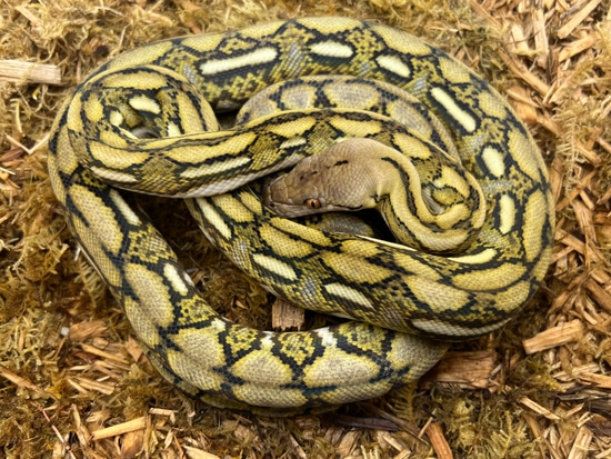 43.75% SD Tiger Het Anery Ph Snow Reticulated Python by Prehistoric Pets