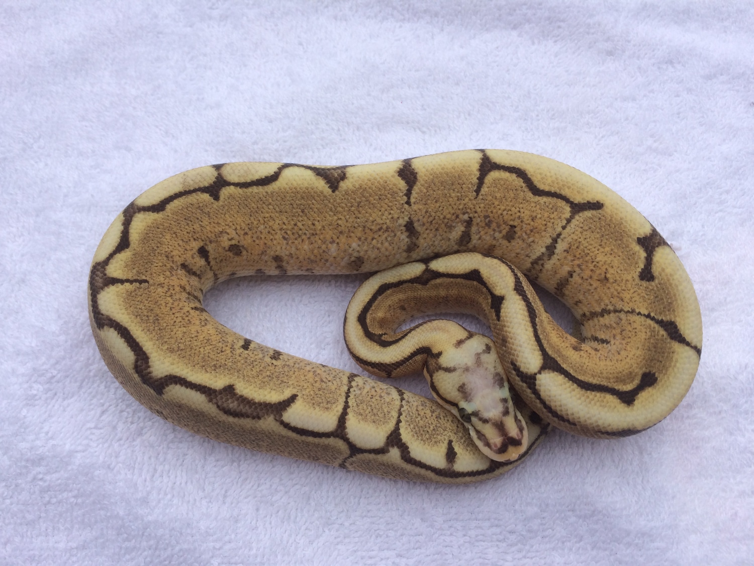 Super Vanilla Spider Ball Python by Prestige Pythons - MorphMarket