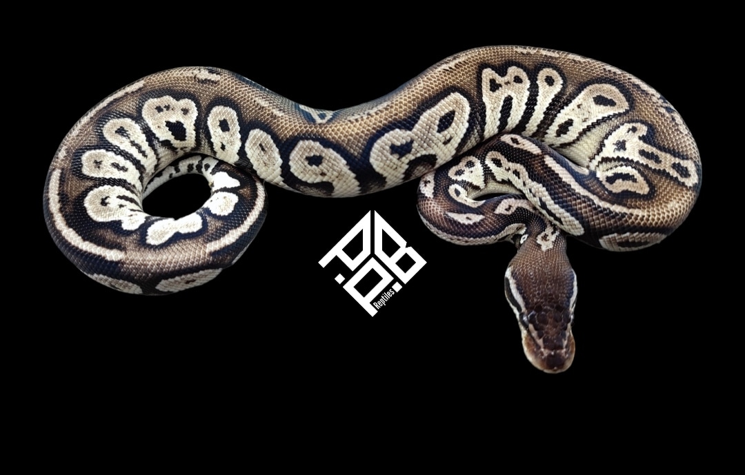 Firefly Blackhead Axanthic Vpi Ball Python by PrideBreedsPassion ...