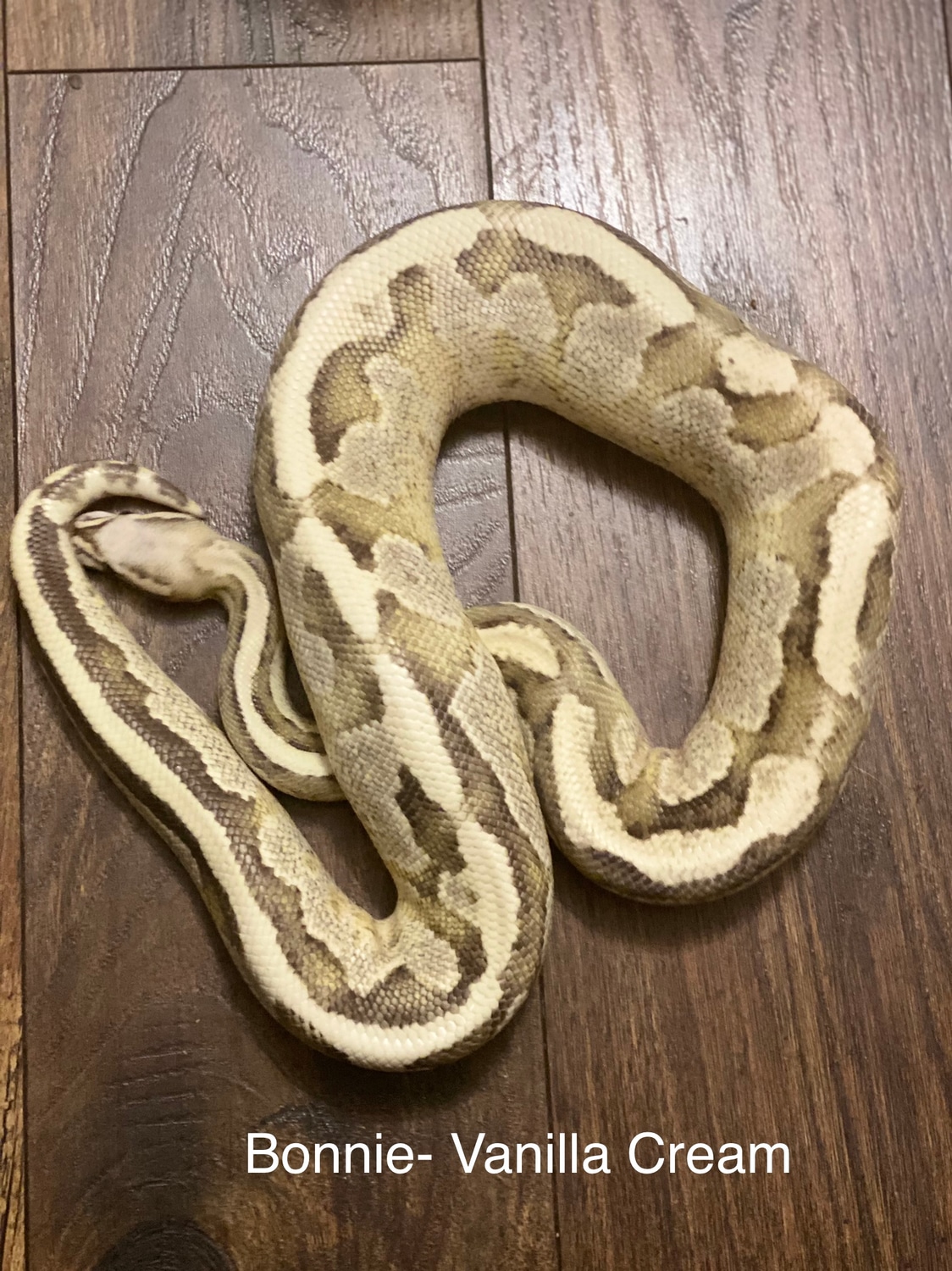 Vanilla Cream Ball Python by Primal Creek Pythons MorphMarket