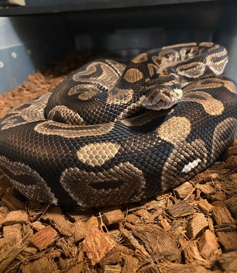 Normal Het Pied Ball Python by Primal Creek Pythons