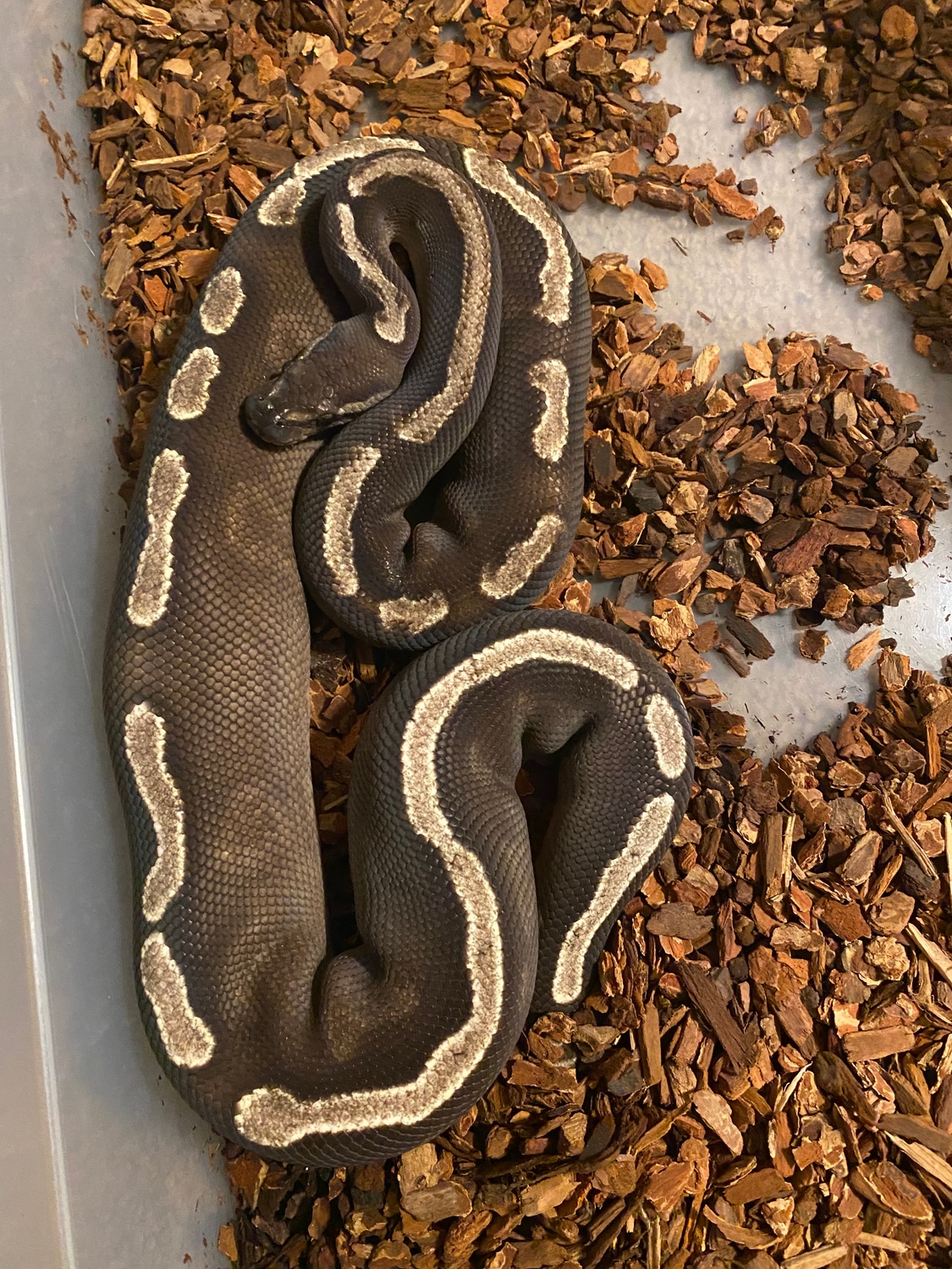 GHI Mojave Ball Python by Primal Creek Pythons - MorphMarket