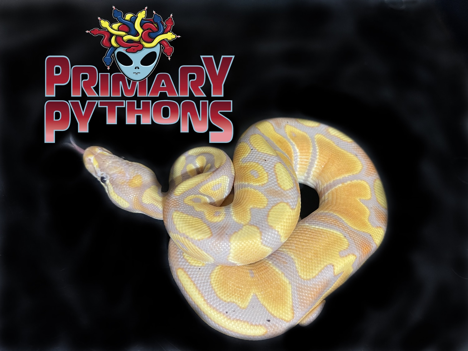Banana 100 Het Pied Ball Python by Primary Pythons MorphMarket
