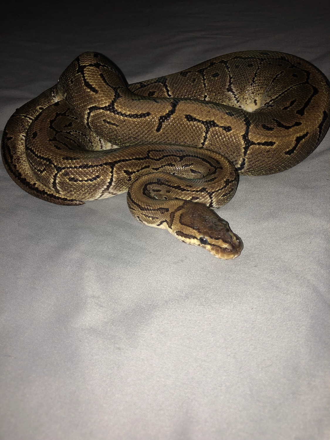 Pinstripe (Free Giveaway) Must Pick Up Ball Python by Reptiles and