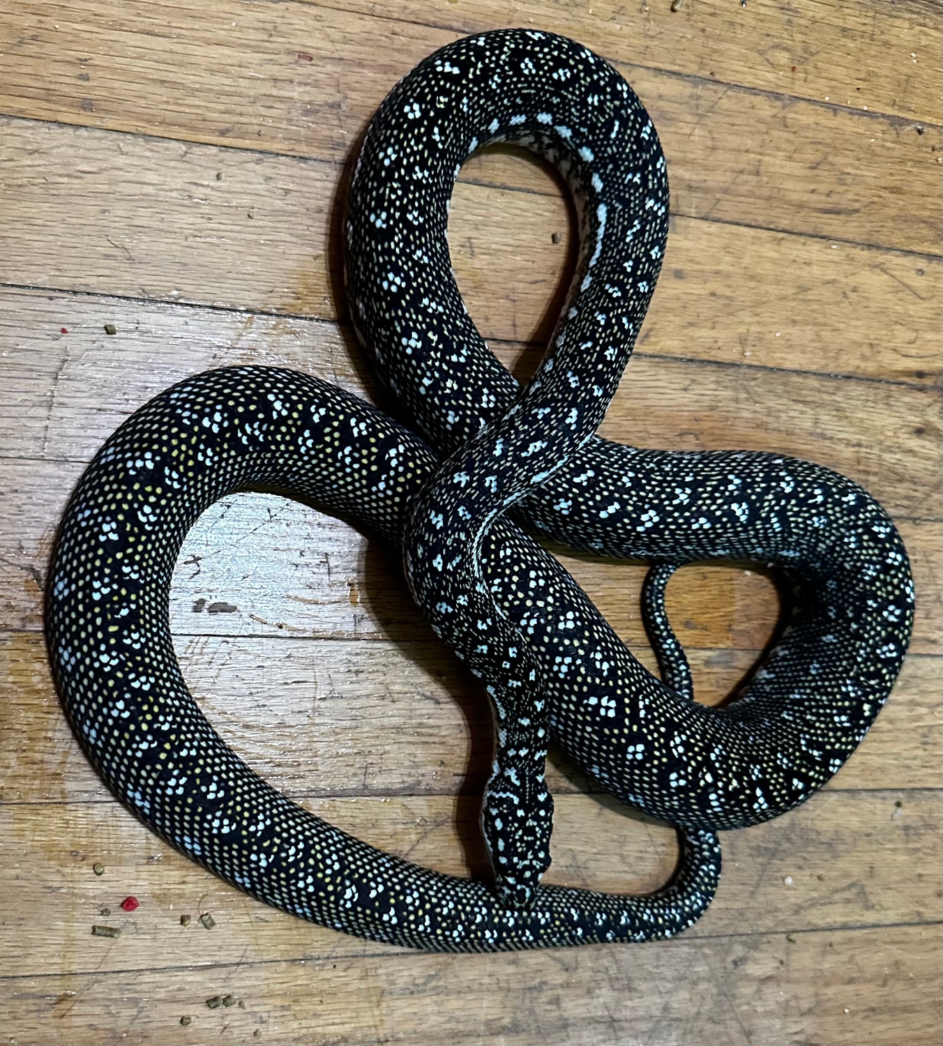 Diamonds Python’ Diamond Carpet Python by HerpTiles - MorphMarket