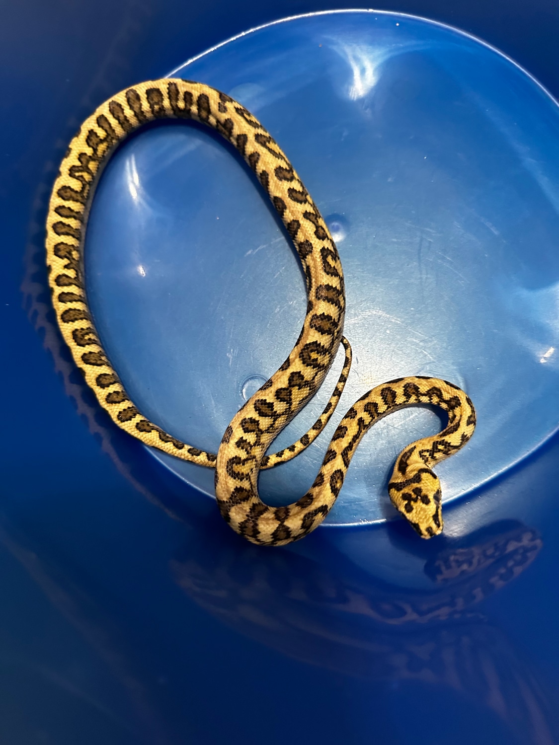 Gamma Ocelot DJJ Other Carpet Python by HerpTiles MorphMarket