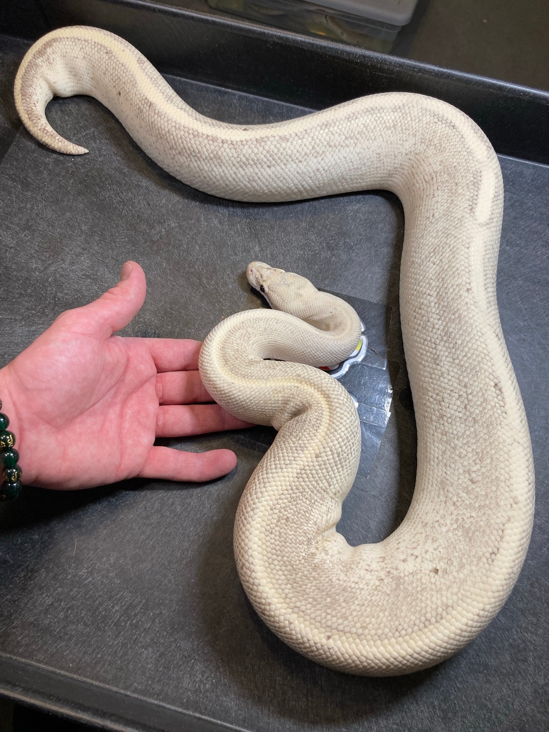 Puma Ball Python by Prismatic Reptiles - MorphMarket