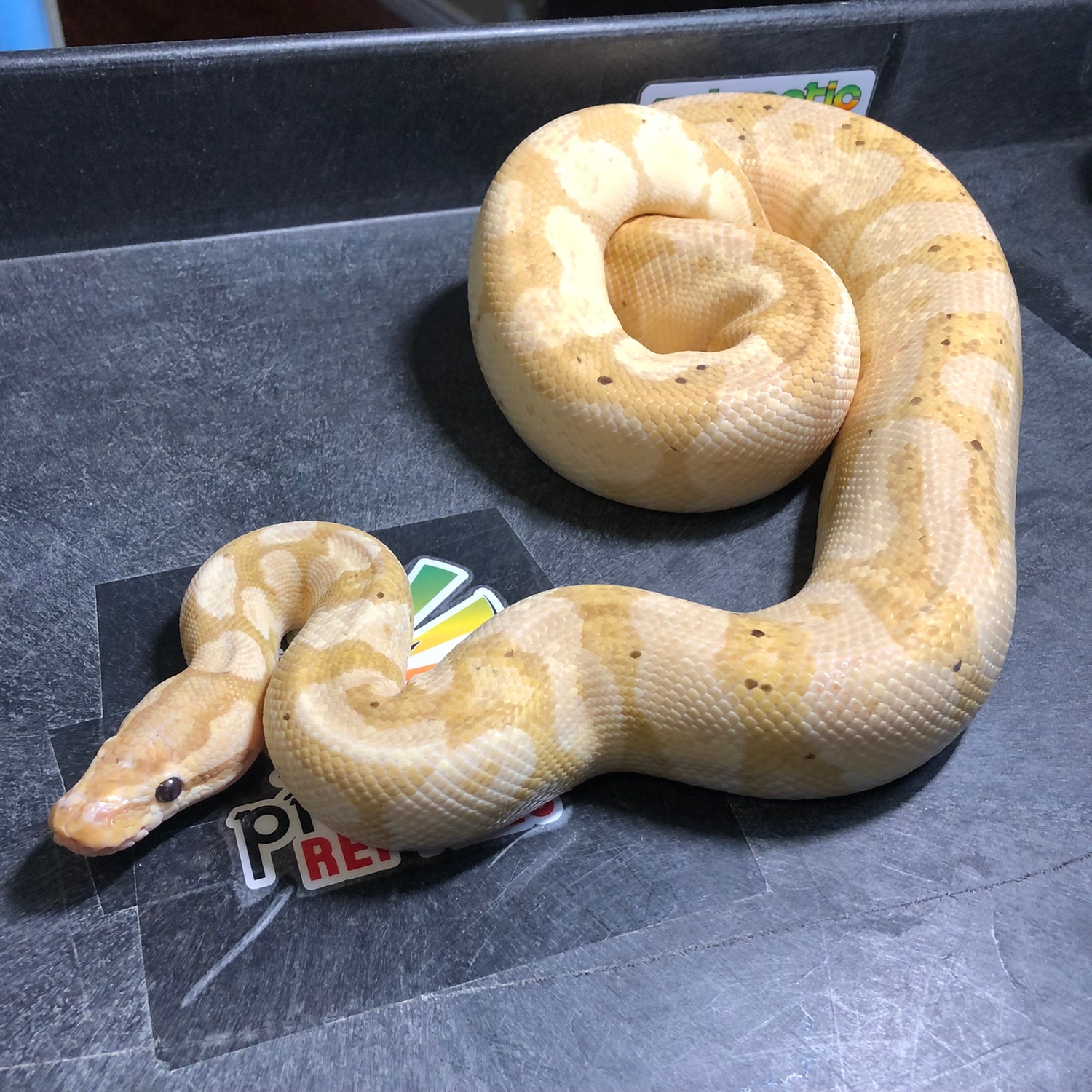 Banana Enchi Yellow Belly Ball Python by Prismatic Reptiles MorphMarket
