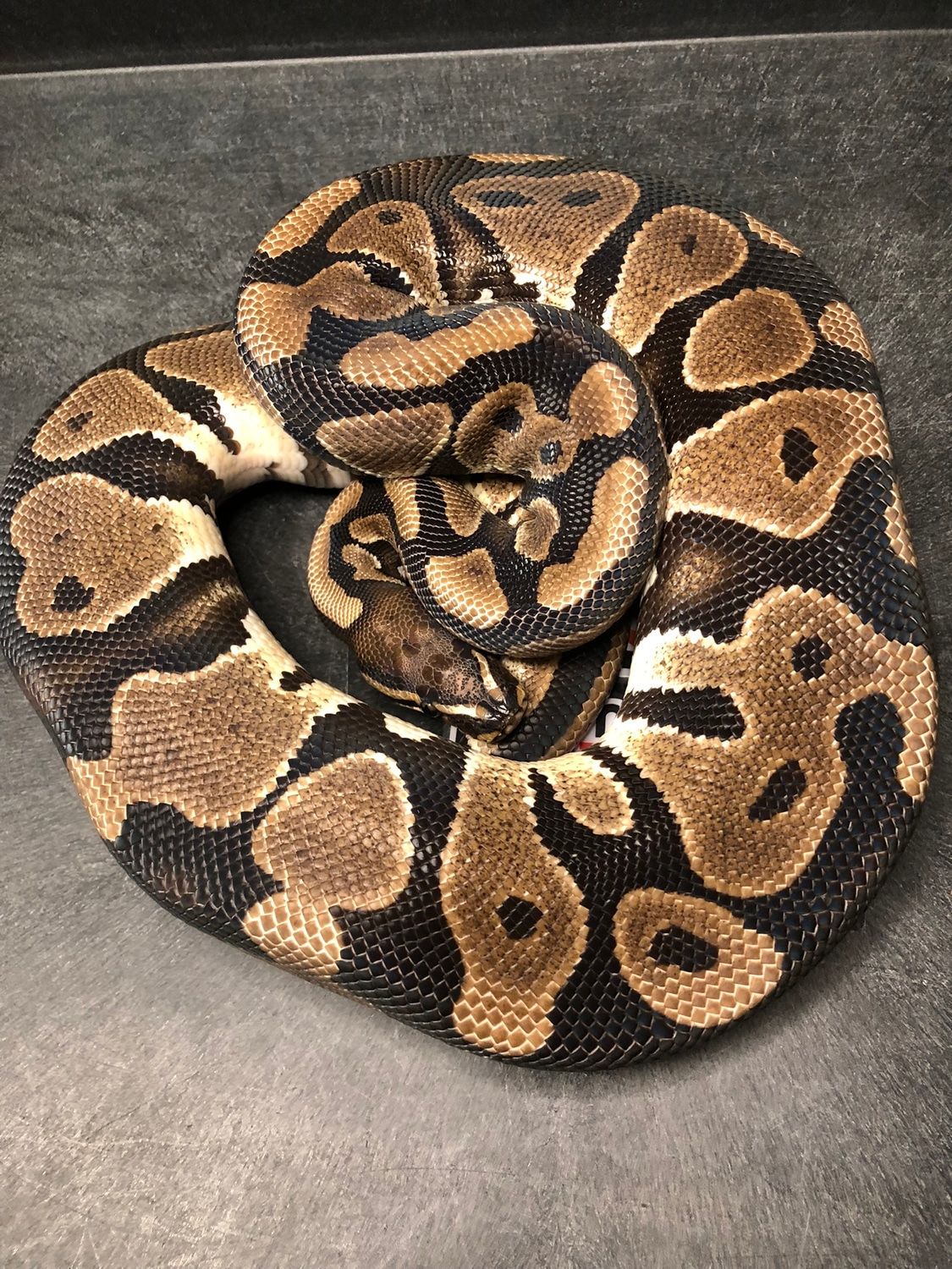 Scaleless Head Ball Python by Prismatic Reptiles - MorphMarket