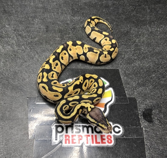 Pastel 66% Het Puzzle Ball Python by Prismatic Reptiles