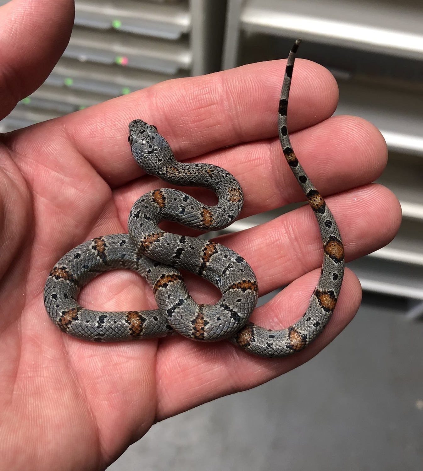 Christmas Mtns Graybanded Kingsnake by Prismatic Reptiles MorphMarket