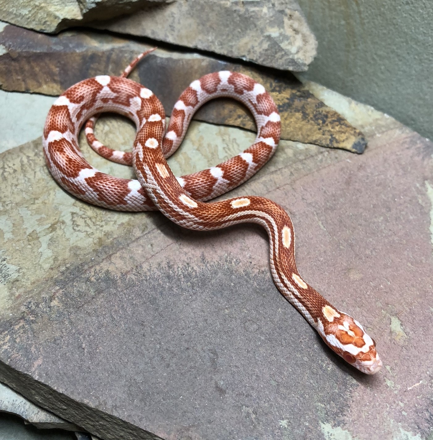 Hamleys Snake Amel Motley 66% Het, Anery, Hypo, Caramel Corn Snake by Prismatic ...