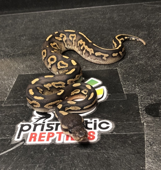 Phantom Cinnamon Possible Yellow Belly Ball Python by Prismatic Reptiles