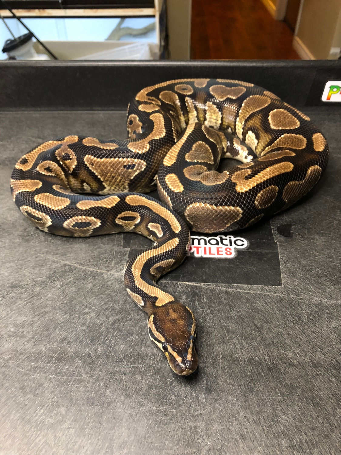 Yellow Belly Het Pied Ball Python by Prismatic Reptiles - MorphMarket