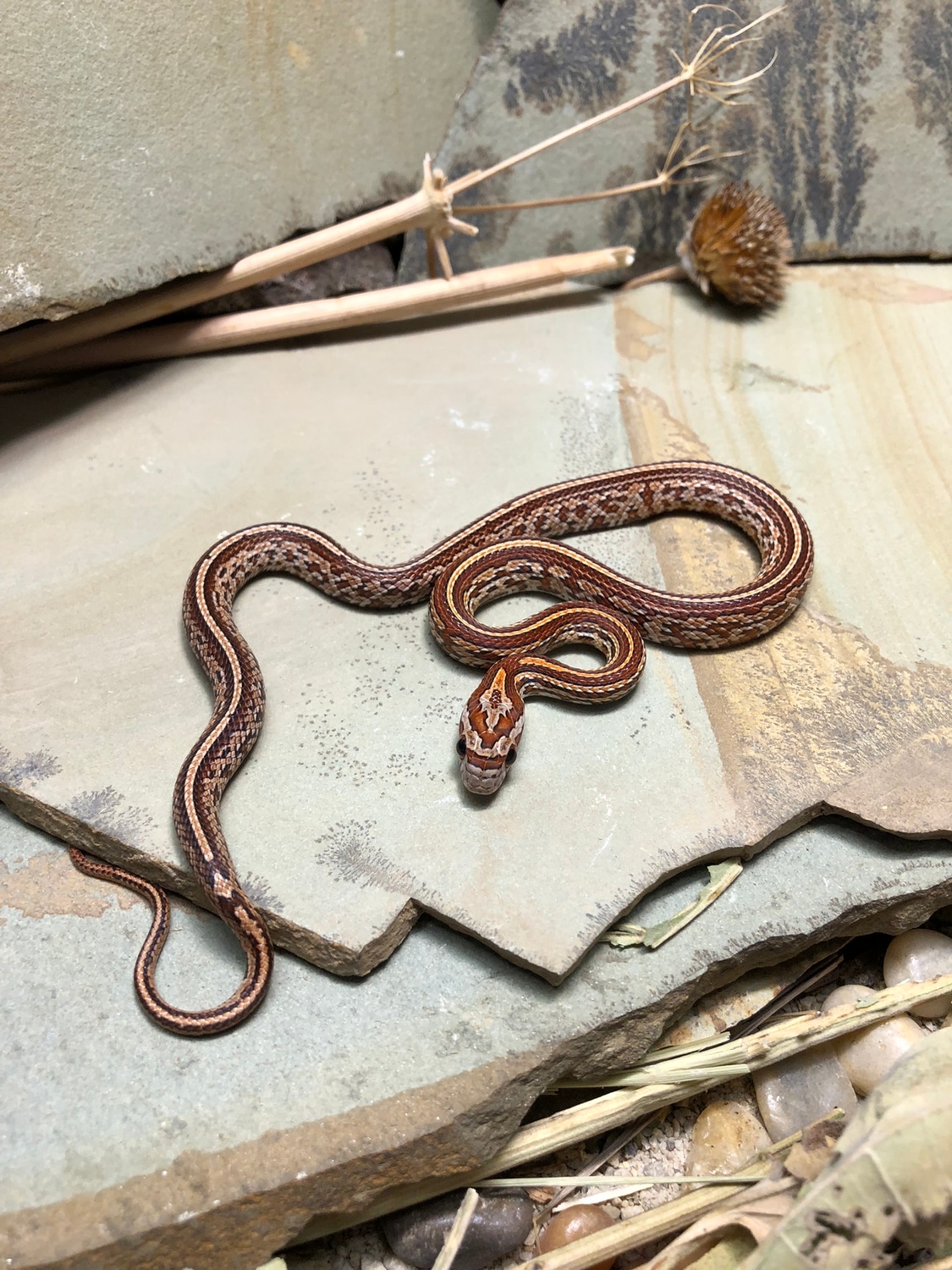 Tessera Het Amel Het Lavender Het Ultramel 66% Het Hypo 66% Het Anery