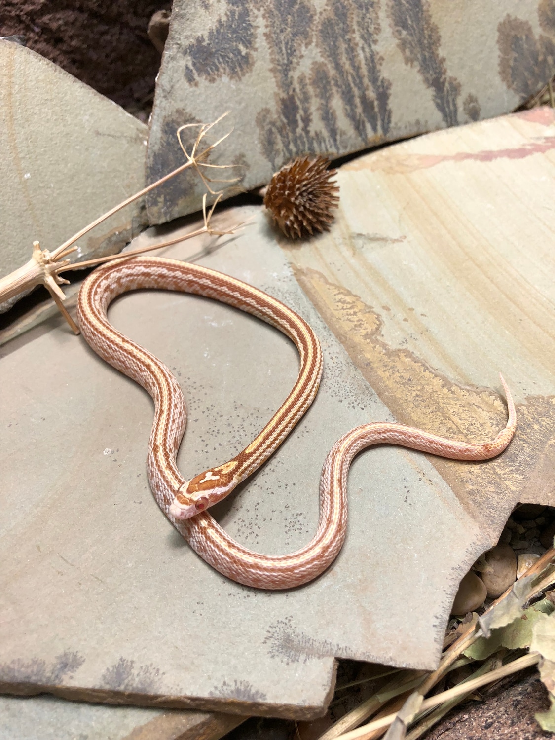 Tail Kink Butter Tessera, Het Motley, 66 Anery, 50 Hypo Corn Snake by