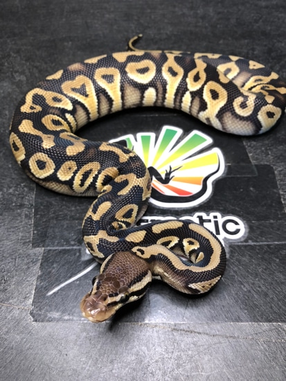 Pastel Phantom Grizzly Possible Yellow Belly Ball Python by Prismatic ...
