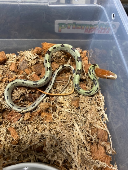 Aberrant Moellendorff's Ratsnake Other Rat Snake by Prismatic Reptiles