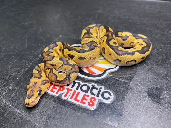 Fire Clown Ball Python by Prismatic Reptiles