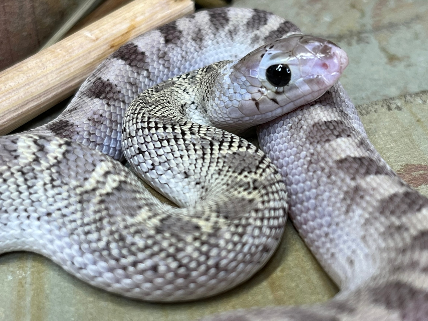 【2025年製 新品】 66% Patternless Hypo Het White-Sided Het by Bullsnakes Snow コスプレ衣装