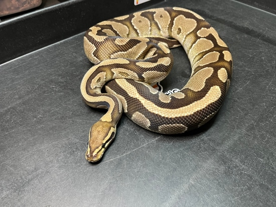 Proven Female Fire Yellow Belly GeneX (Enchi) Het Pied Ball Python by ...