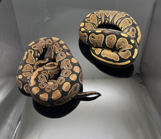 Painted Python's 1.1 Het Paint No Reserve Ball Python by Privada Exotics