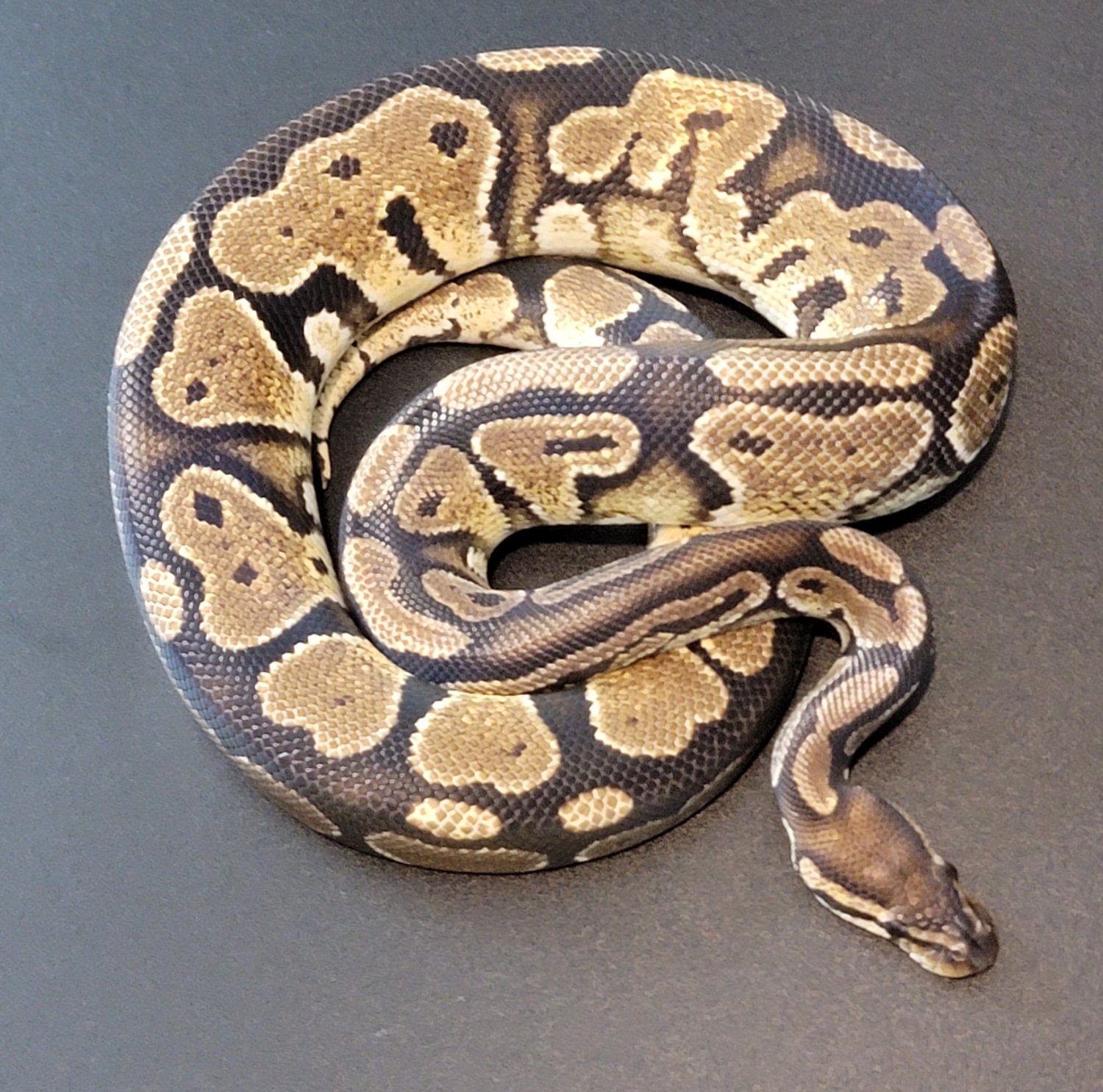 Lace Yb Free Shipping! Ball Python by Private Sector Pythons MorphMarket
