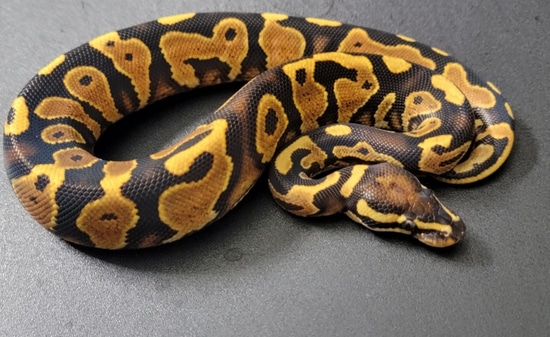Very Nice Lace Yb Free Shipping Ball Python by Private Sector Pythons