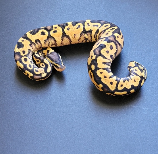 Pastel YB Lace (Pos Super) Ball Python by Private Sector Pythons