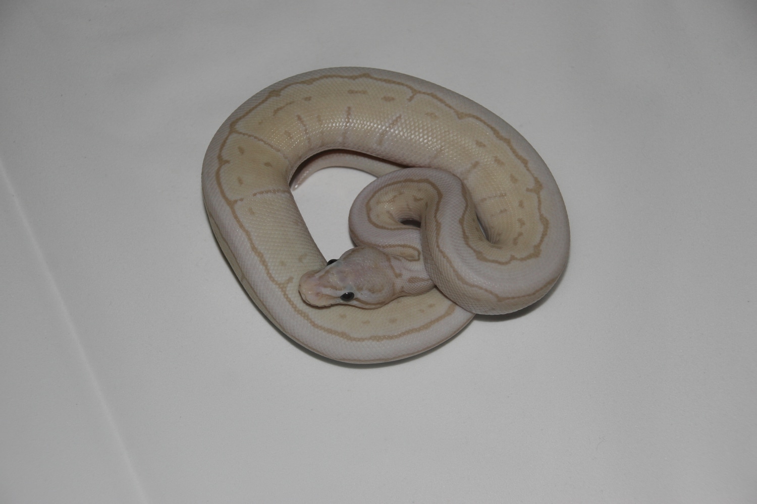 Banana VPI Axanthic Fire Pinstripe Female Maker Ball Python by Pro