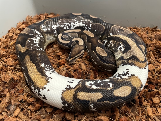 High Expression Sugar Ball Python by Project Python
